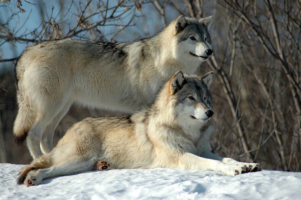 Тимур Орозкулов