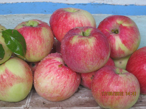 Татьяна Фрик