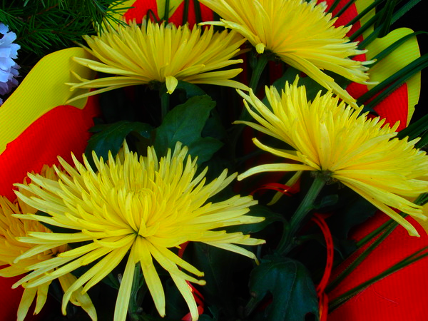 Эльвира Хайруллина