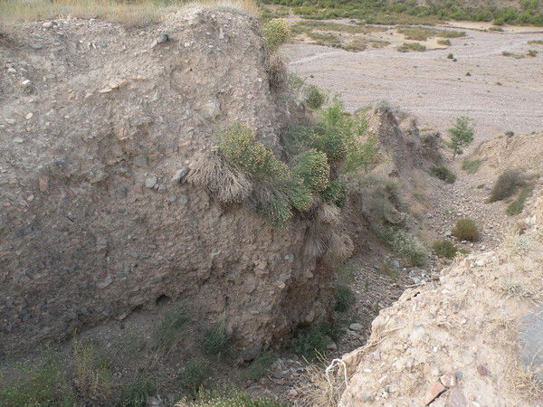 Елена Ташкинова