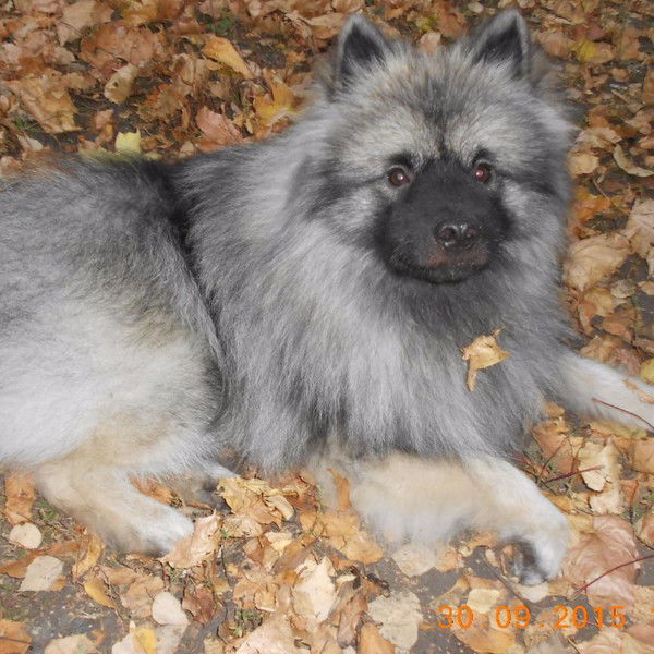 Светлана Карпова