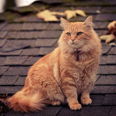 Данил Козлов