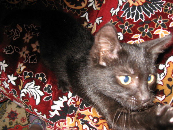 Ростик Тюрин