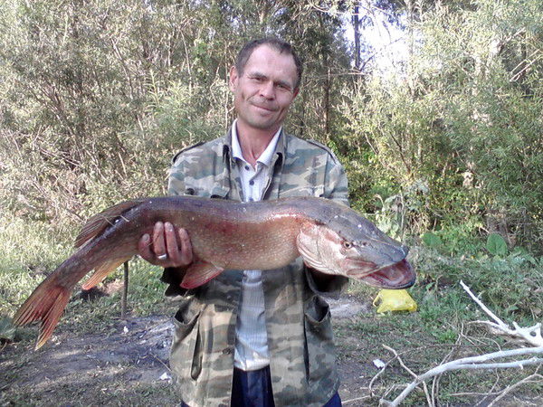 Андрей Фогель