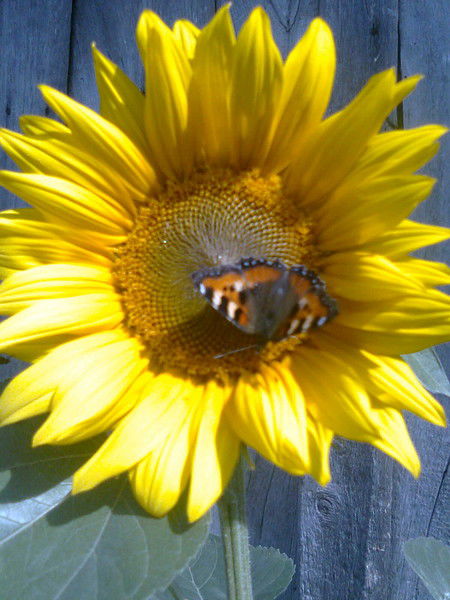 Алсу Галимова