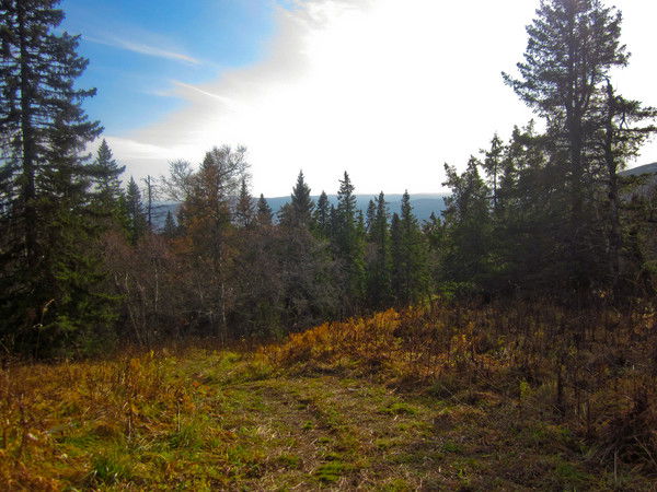 Риф Муратов