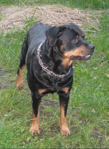 Елена Чикризова