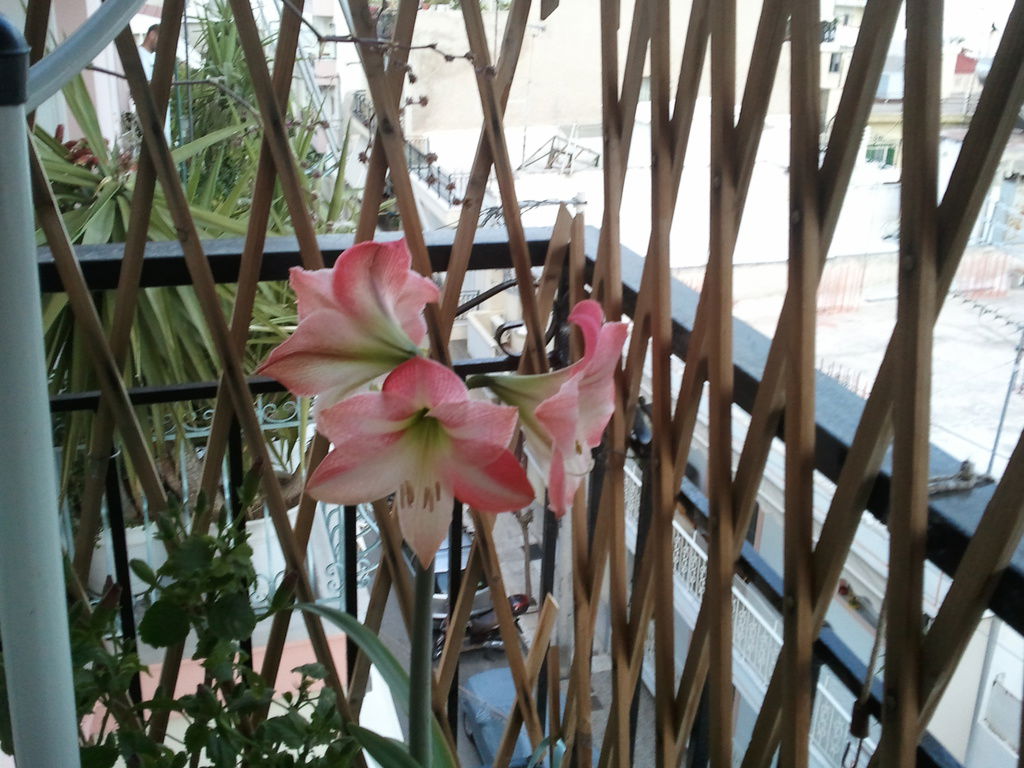 Парфена Тосуниди