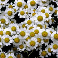 Катерина Прокопьева