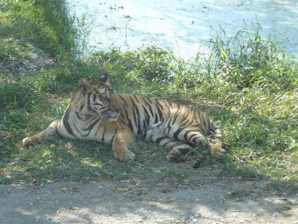 Виктория Лисина