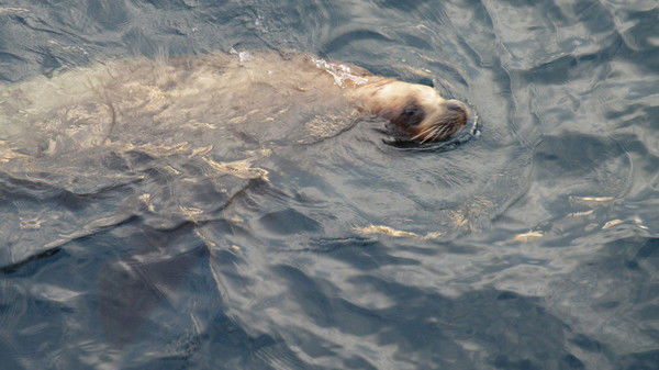 Вадим Мехедов