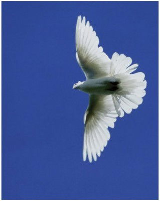 Пушистик Пушистик