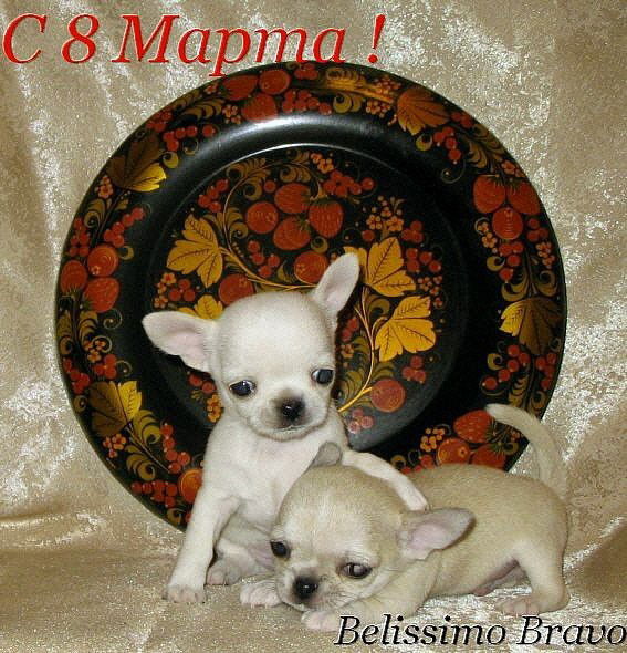 Елена Белова