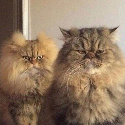 Света Довыдова