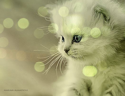 Вита Коновал