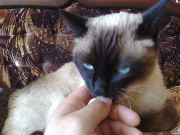 Виктор Востоков