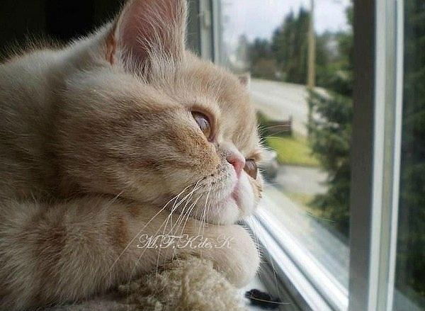 Александр Александр