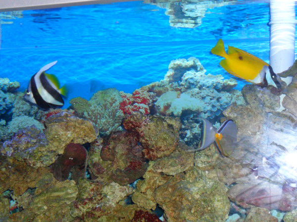 Руслан Кусманов