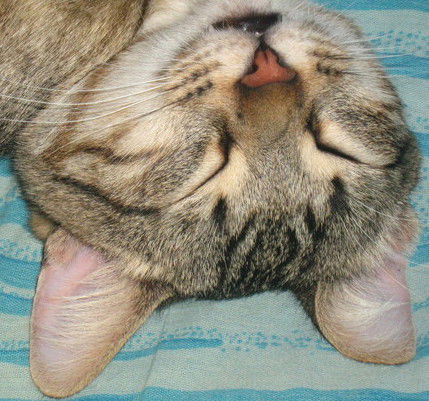 Борис Колбасыч