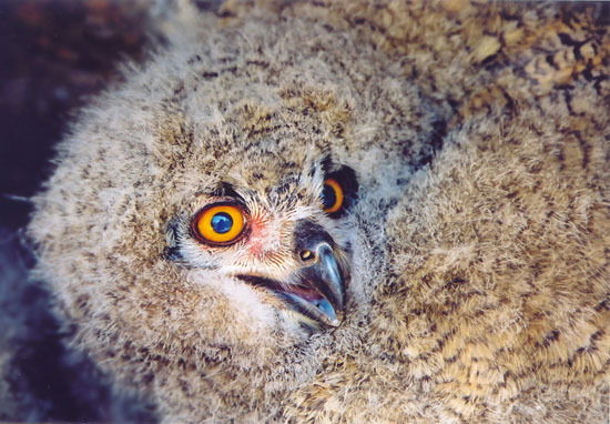 Елена Кокорина