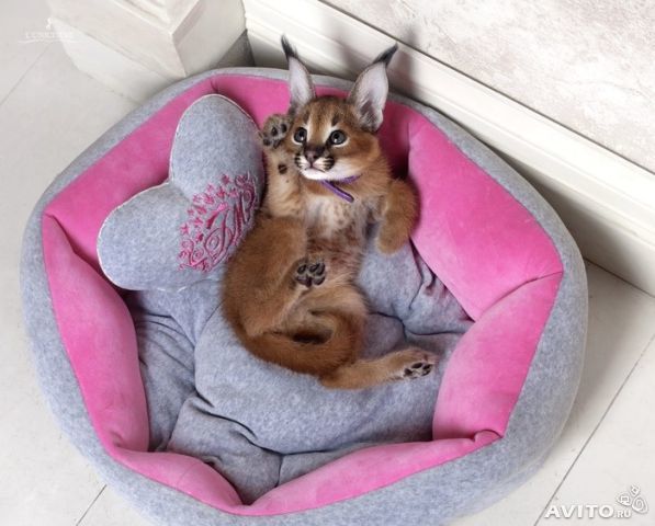 Анастасия Буш