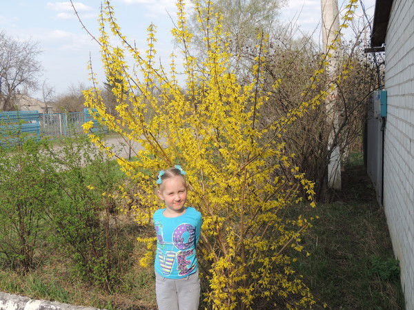 Sobakalilymy Sobakalilymy