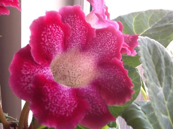 Светлана Ан