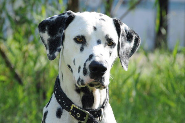 Жуан Великолепный