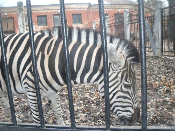 Ольга Тулупова