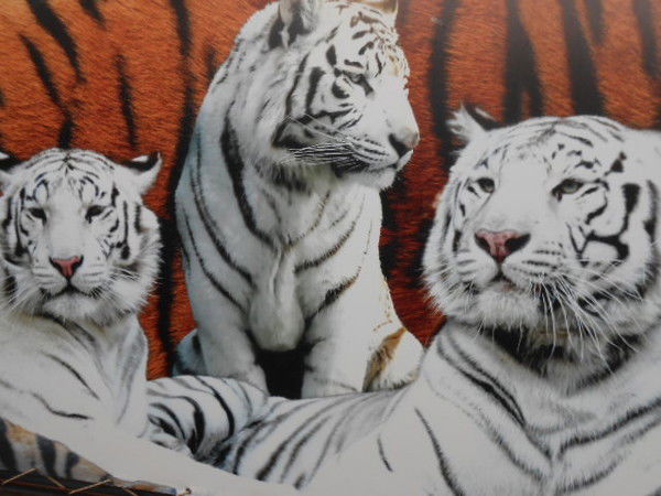 Наташа Карасёва