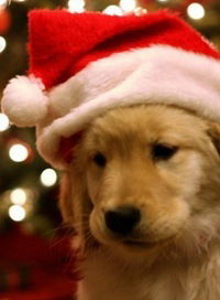 Елизавета Боронина