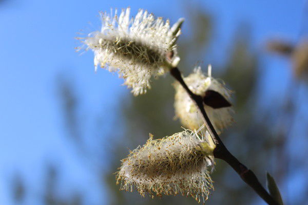 Виктор Орлов