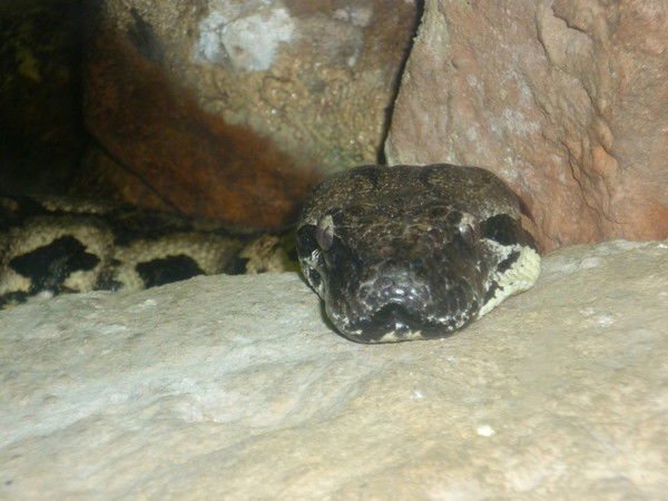 Алексей Мякишев