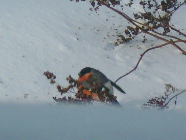 Людмила Булина