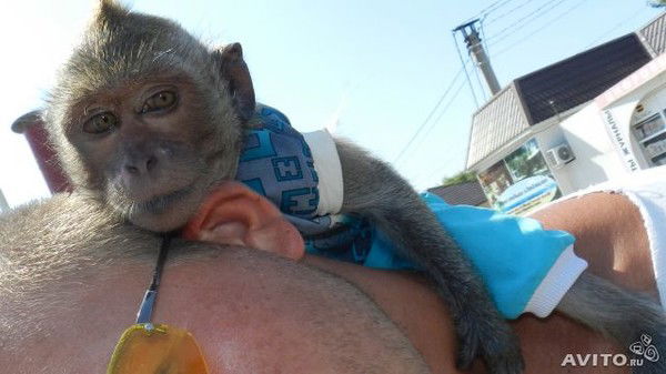 Миша Чпокин