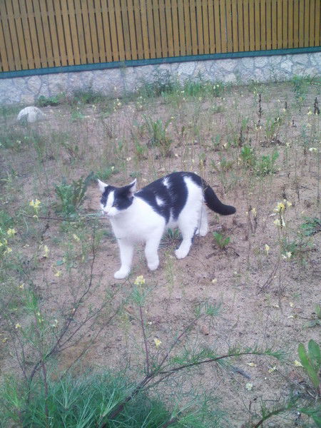 Максуд Атамурадов