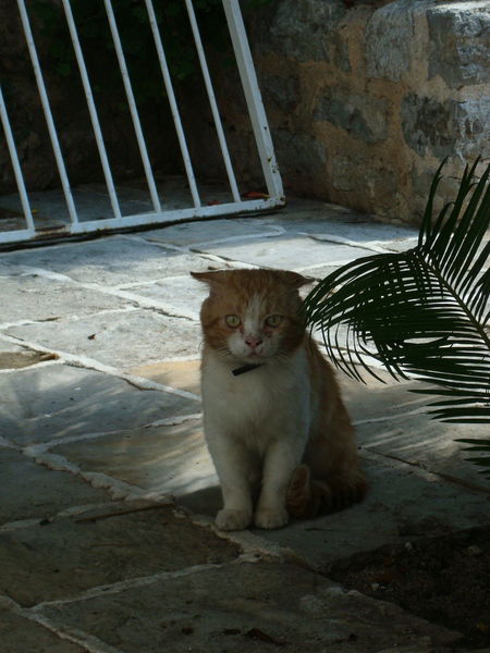 Антон Погожев