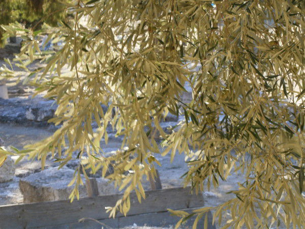 Альбина Чернобривец