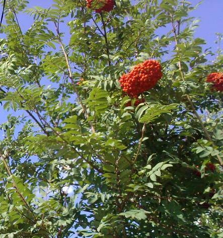 Валентина Фаянова