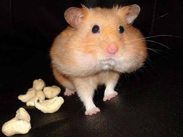 Максим Абрамов