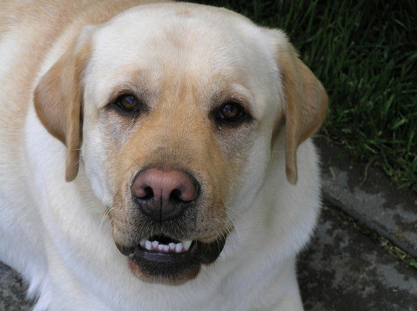 Дмитрий Птицын