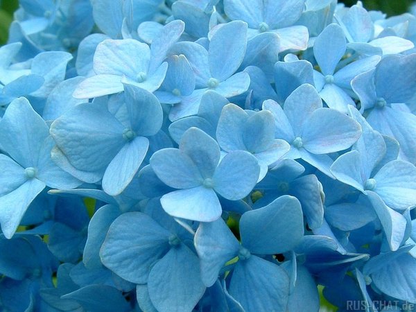 Галина !*!*****