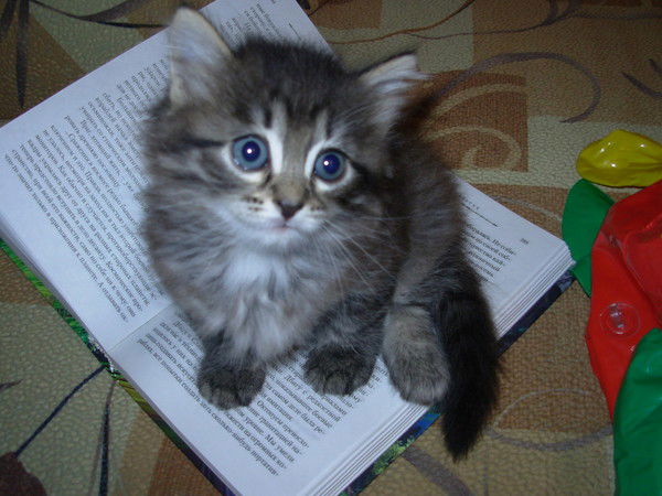 Елена Солдатова