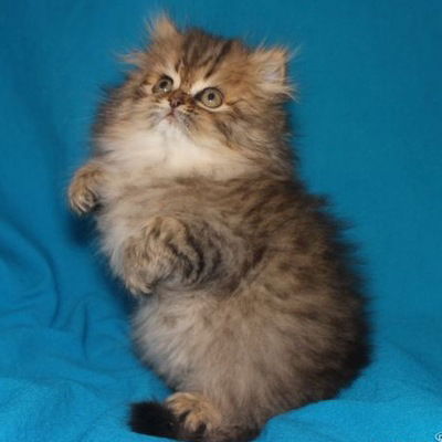 Ирина Митина