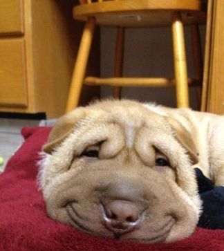 Дмитрий Каминский