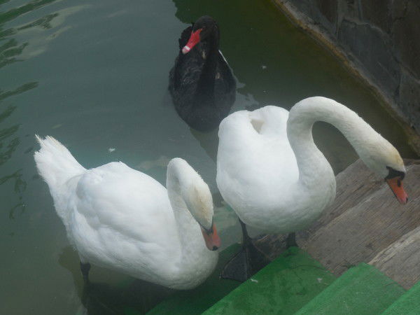 Елена Бодрова