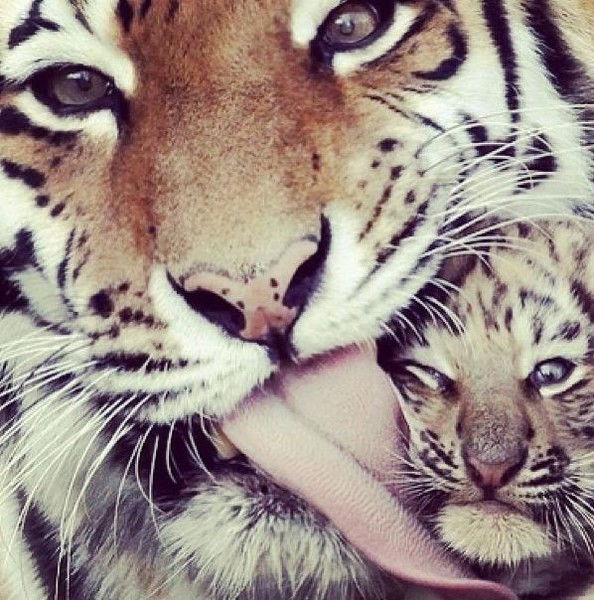 Анастасия Коровко