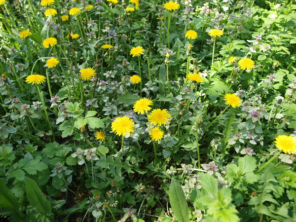 Юлия Тимофеева