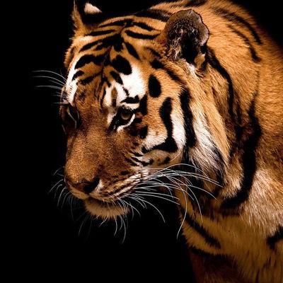 Даниил Григоренко