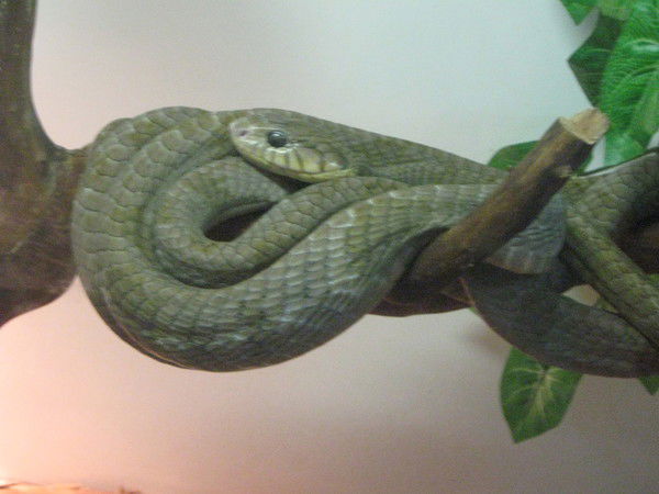 Татьяна Гарькавая